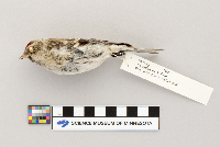 Acanthis flammea image