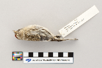 Acanthis flammea image