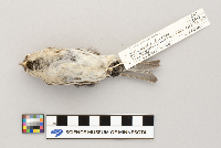 Acanthis flammea image