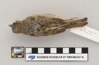 Passer domesticus image