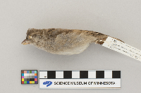 Passer domesticus image