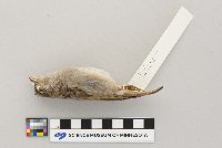 Passer domesticus image