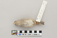 Passer domesticus image