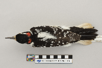 Picoides villosus image