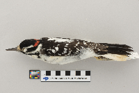 Picoides villosus image