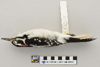 Picoides villosus image