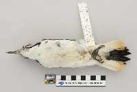 Picoides villosus image