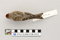 Acanthis flammea image