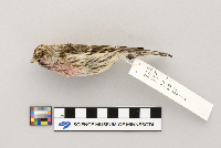Acanthis flammea image
