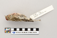 Acanthis flammea image