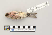 Acanthis flammea image