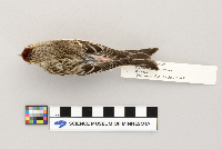 Acanthis flammea image