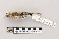 Acanthis flammea image