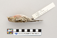 Acanthis flammea image