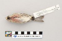 Acanthis flammea image
