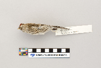 Acanthis flammea image