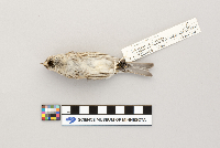 Acanthis flammea image