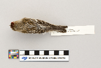 Acanthis flammea image