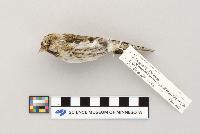 Acanthis flammea image