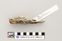 Acanthis flammea image