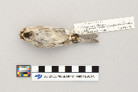 Acanthis flammea image