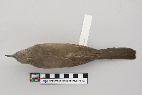 Passer domesticus image