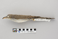 Passer domesticus image