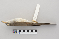 Passer domesticus image