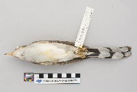 Passer domesticus image