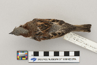Passer domesticus image