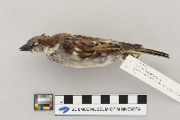 Passer domesticus image