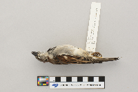 Passer domesticus image