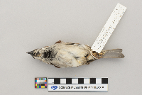 Passer domesticus image