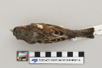 Passer domesticus image