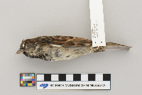 Passer domesticus image