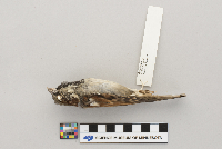 Passer domesticus image