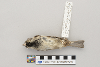 Passer domesticus image
