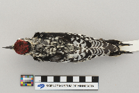 Bombycilla cedrorum image
