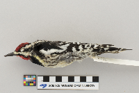 Bombycilla cedrorum image