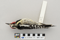 Bombycilla cedrorum image