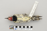 Bombycilla cedrorum image