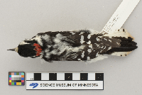 Picoides pubescens image