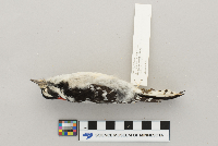 Picoides pubescens image