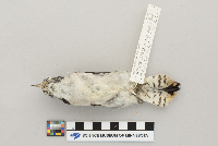 Picoides pubescens image