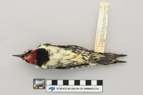 Bombycillidae image