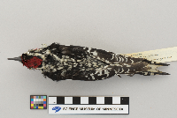 Bombycilla cedrorum image