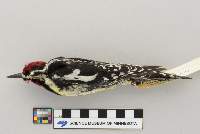 Bombycilla cedrorum image