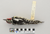 Bombycilla cedrorum image