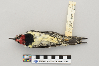 Bombycilla cedrorum image