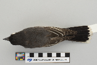 Tyrannus tyrannus image